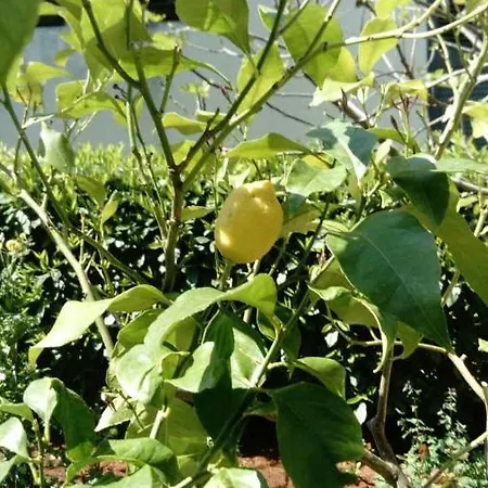 Appartamento House Monika *