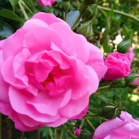 Appartamento House Monika Porec