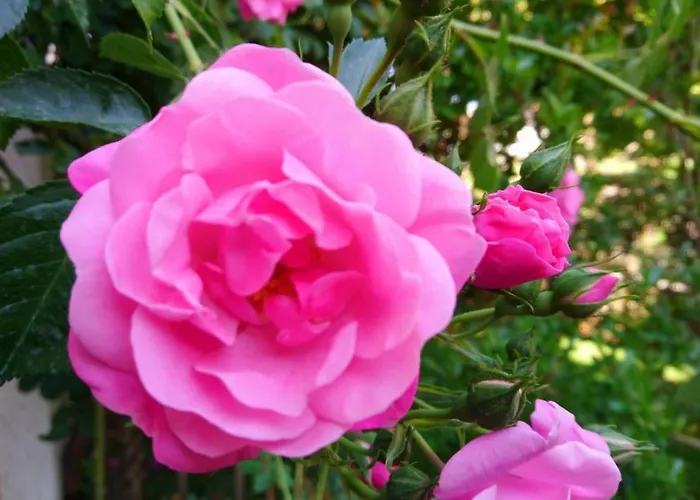 Апартаменти House Monika Пореч