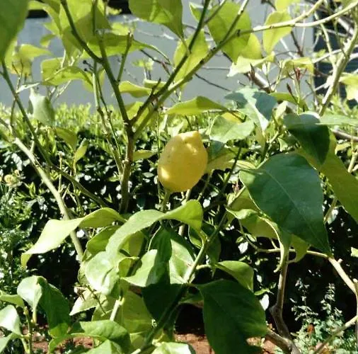 Appartamento House Monika *