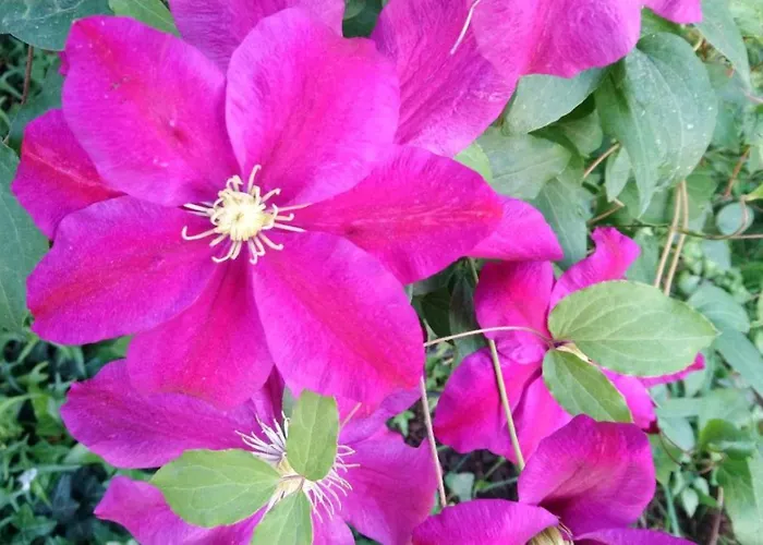 House Monika Apartman *