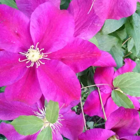 House Monika Appartement *